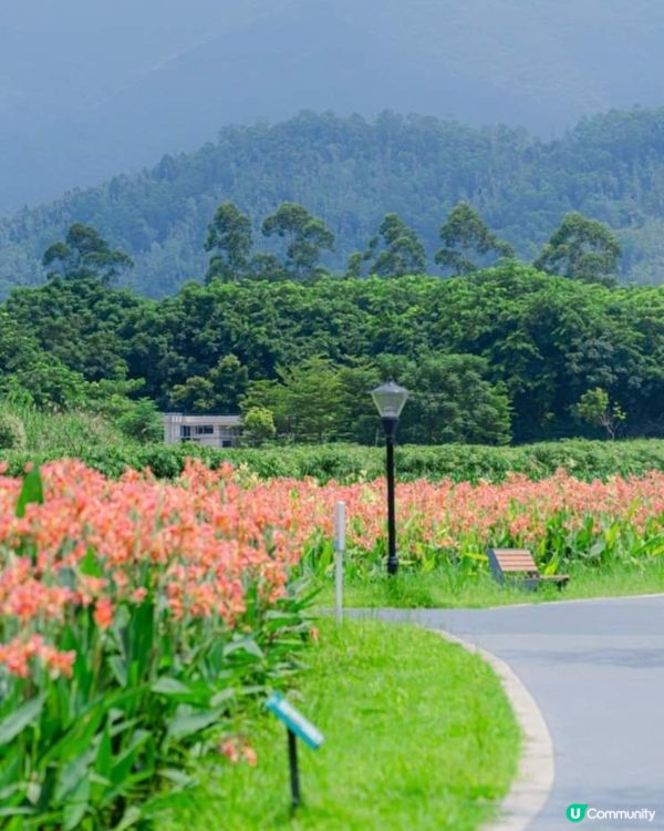 吸收氧兼花海