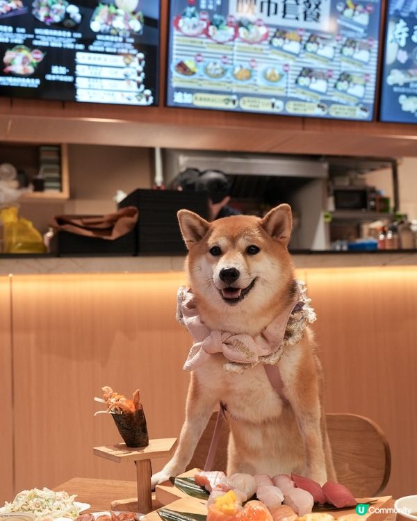 同狗狗一齊食壽司