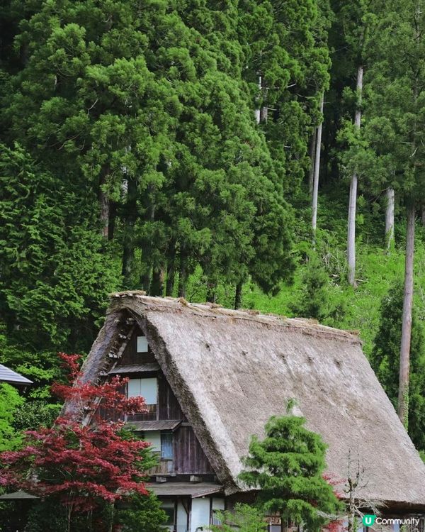 🇯🇵名古屋六日五夜全程分享