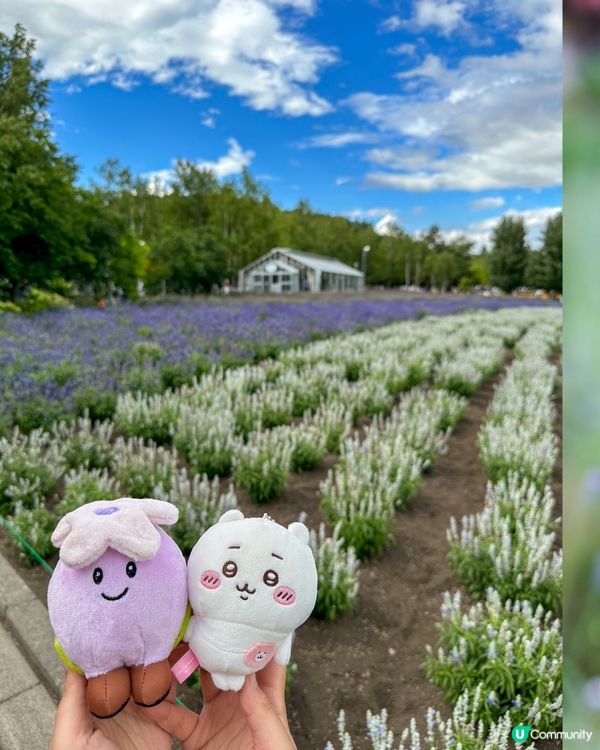 北海道著名薰衣草園