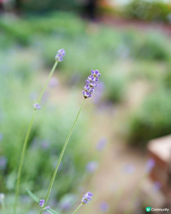 北海道著名薰衣草園