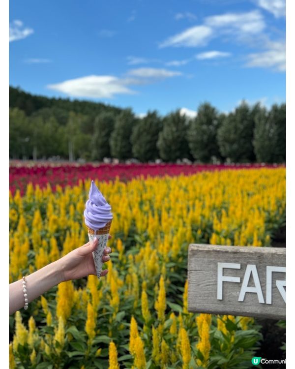 北海道著名薰衣草園