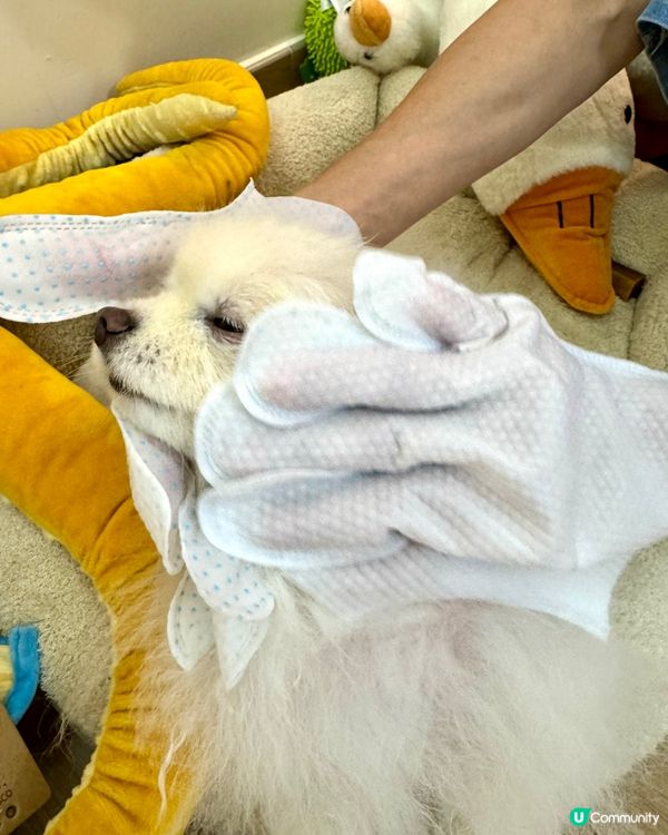 狗狗愛上spa😍😍