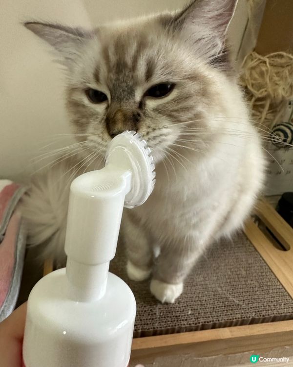 Spa另一份非常好既產品🥰