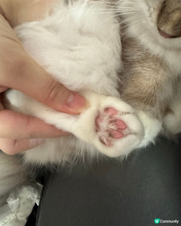 Spa另一份非常好既產品🥰