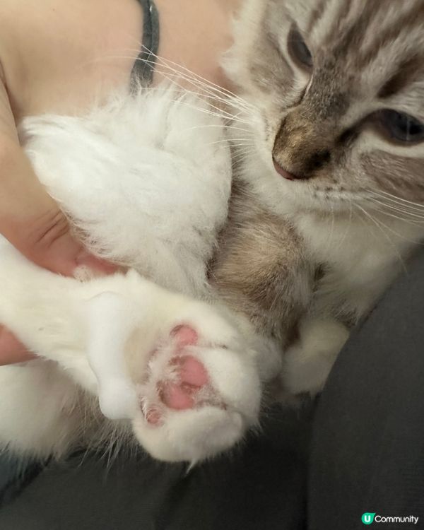 Spa另一份非常好既產品🥰