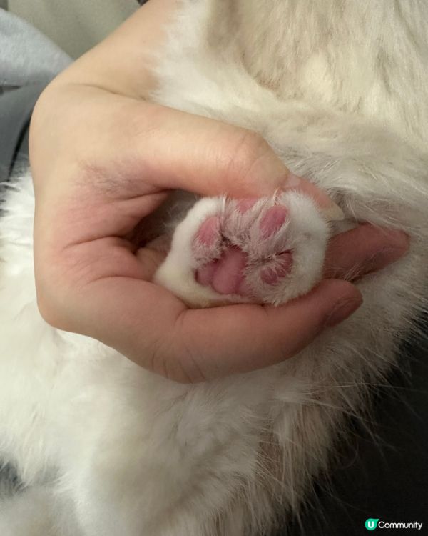 Spa另一份非常好既產品🥰