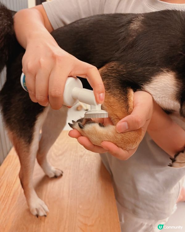 🐶🐾 肉掌潔護泡泡，幫毛孩腳仔SPA！ 🛁✨