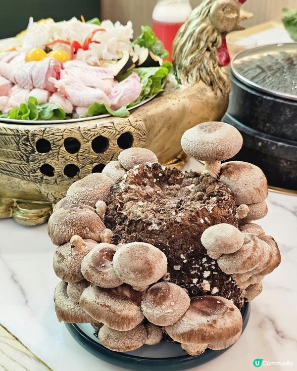 📍深圳必吃。養生火鍋🍲 錦煲·野生菌墨脫石鍋土雞