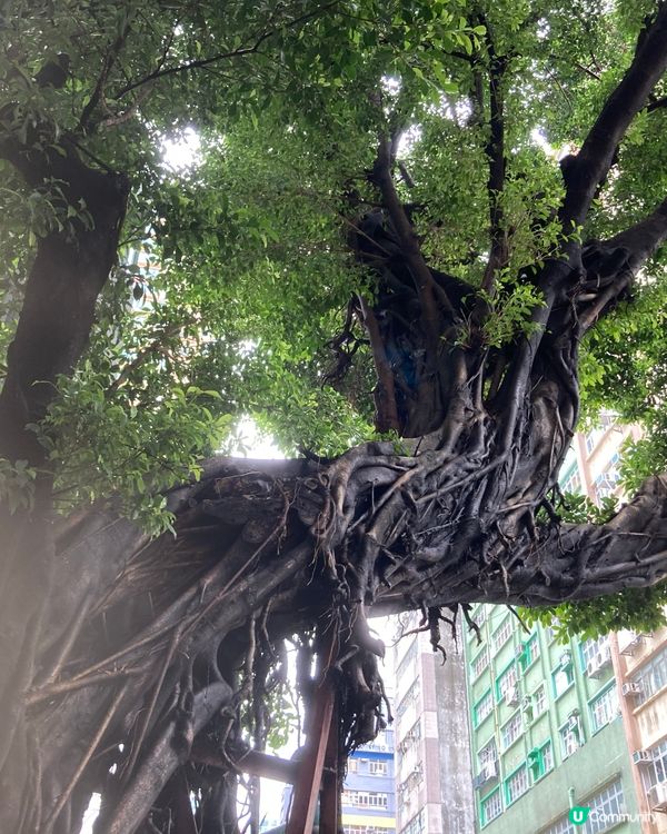 尋找新舊交替的大角咀