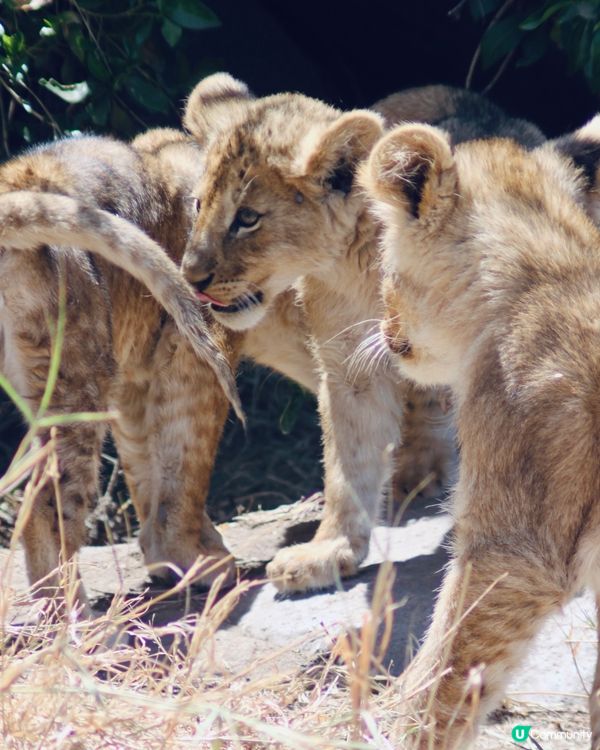 在非洲遇見了Baby Lions❤️