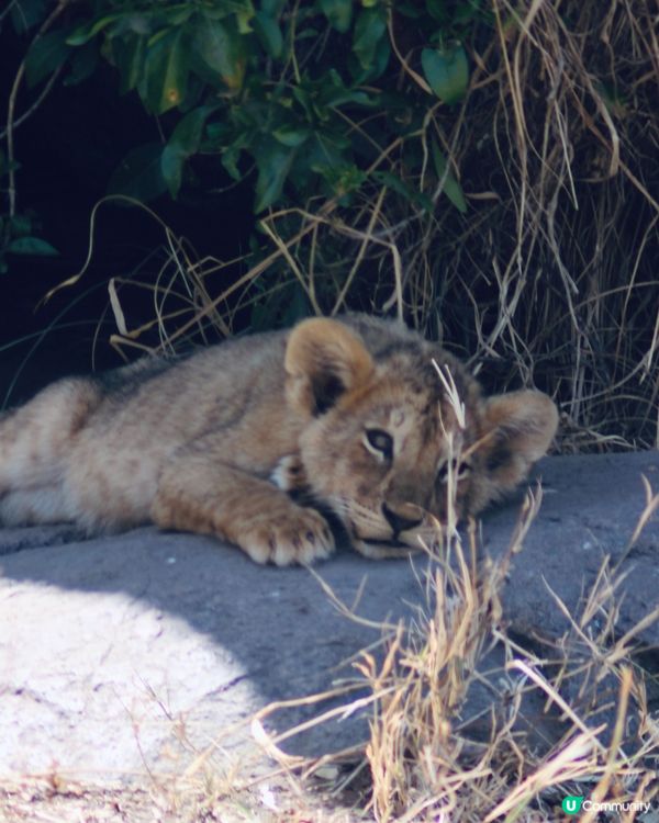 在非洲遇見了Baby Lions❤️