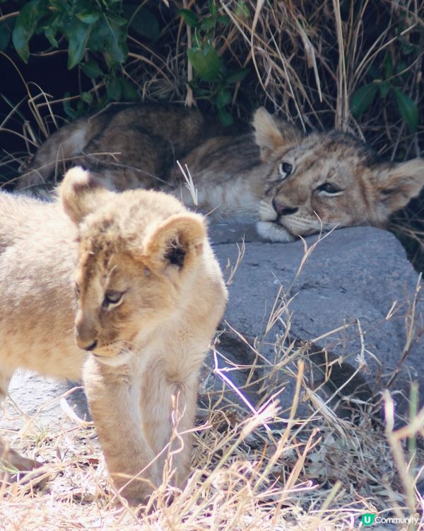 在非洲遇見了Baby Lions❤️