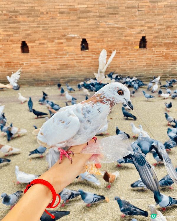 清邁古城塔佩門，到訪遊客必去之處，非常之多白鴿俾你餵