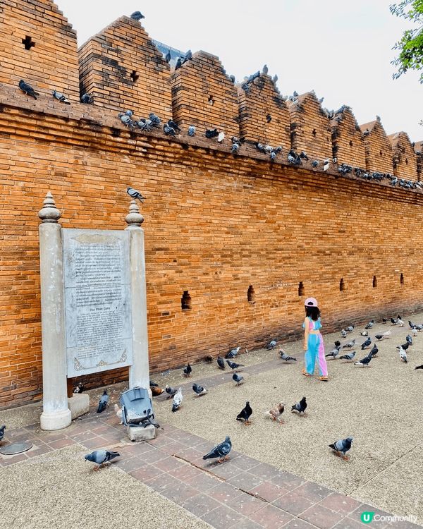 清邁古城塔佩門，到訪遊客必去之處，非常之多白鴿俾你餵