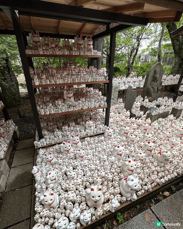 世田谷區的豪德寺，一個俾萬千多隻貓祝福的好地方，愛貓人士必去...