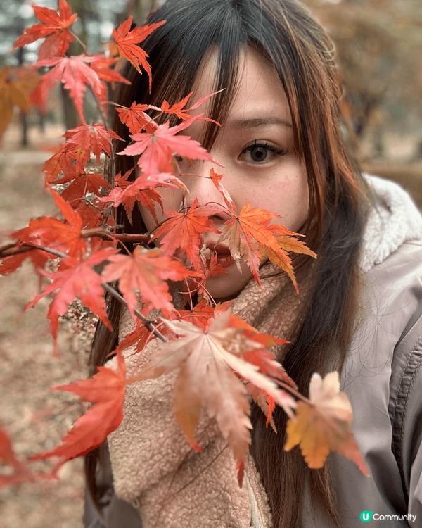 南怡島之紅葉季，充滿浪漫的感覺以及感受不一樣的韓國。