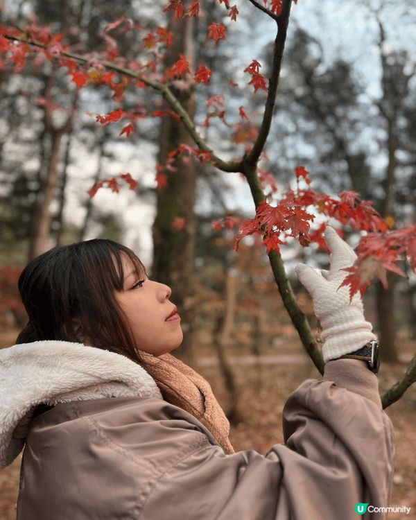 南怡島之紅葉季，充滿浪漫的感覺以及感受不一樣的韓國。