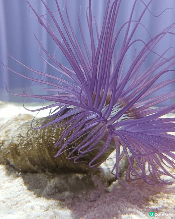 大阪nifrel 水族館，比海遊館十分適合一家大小去參觀海洋...