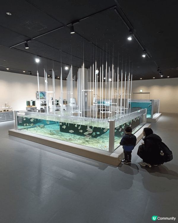 大阪nifrel 水族館，比海遊館十分適合一家大小去參觀海洋...