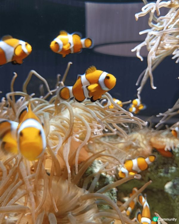大阪nifrel 水族館，比海遊館十分適合一家大小去參觀海洋...