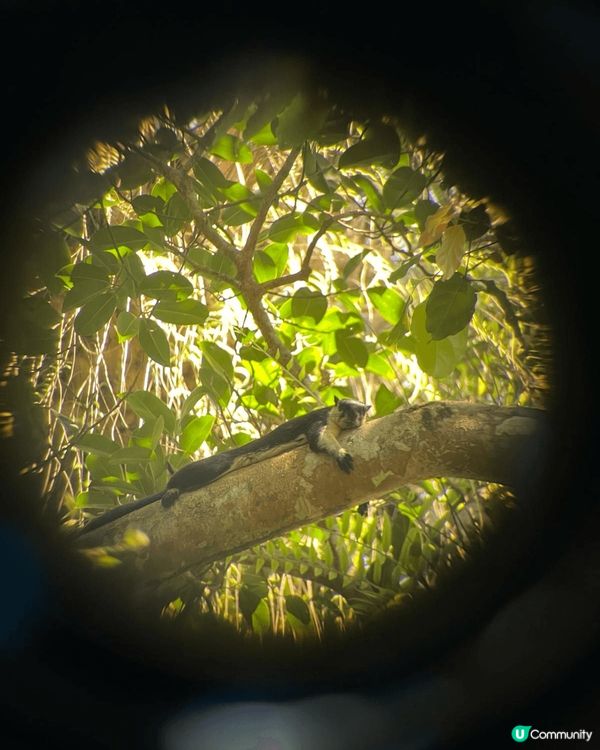 考艾野生動物公園，見到野生大象，好多雀，長臂猿，蛇，蜥蜴，鹿...