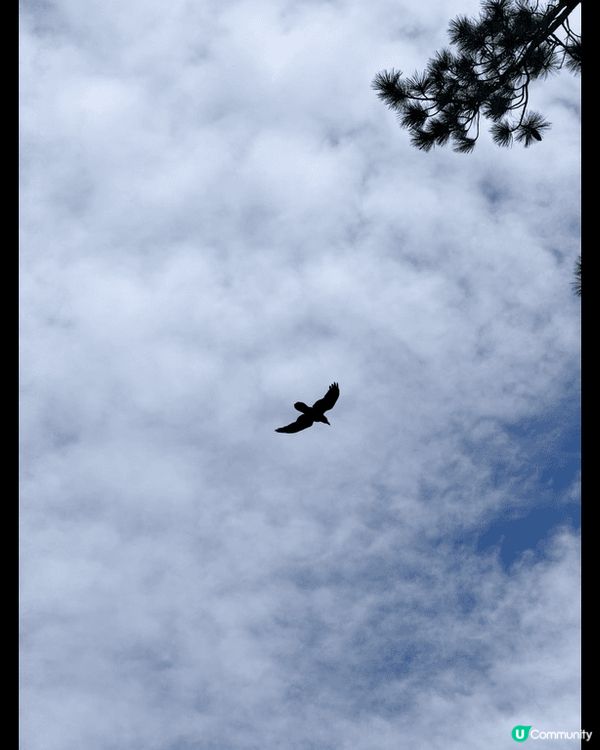 位於美國加利福尼亞州嘅Lake Tahoe，很適合一家接觸大...