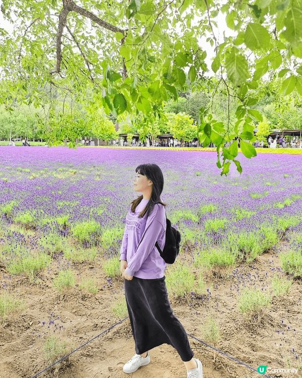 富良野的紫色夢幻 : 北星山薰衣草園