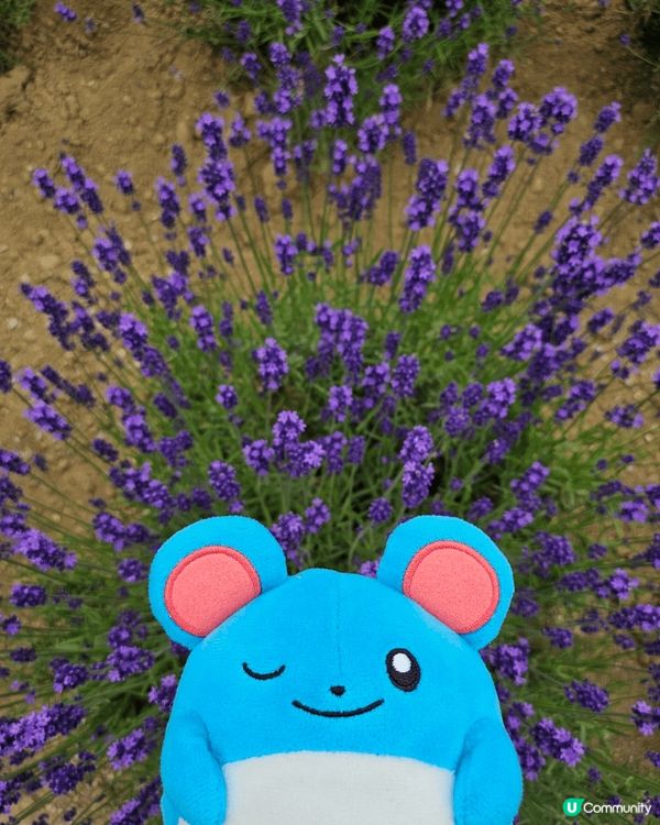 富良野的紫色夢幻 : 北星山薰衣草園