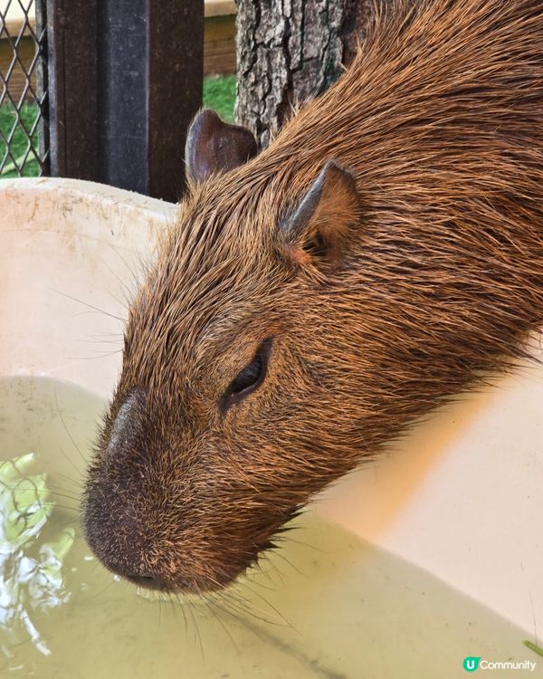 動物咖啡廳Animal Cafe，萌爆你心❤️