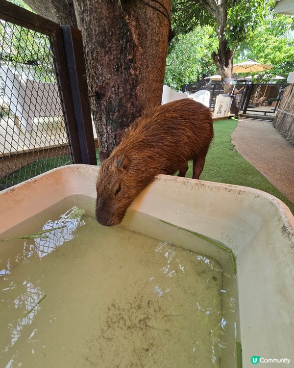 動物咖啡廳Animal Cafe，萌爆你心❤️