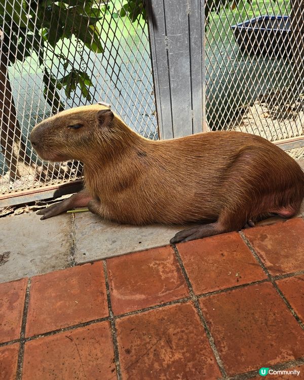 動物咖啡廳Animal Cafe，萌爆你心❤️
