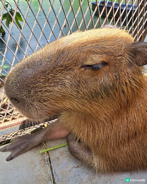 動物咖啡廳Animal Cafe，萌爆你心❤️