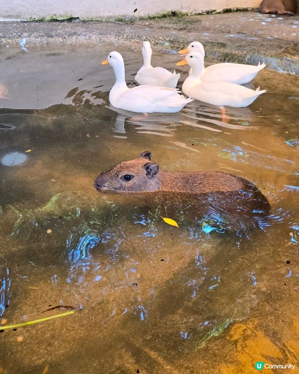 動物咖啡廳Animal Cafe，萌爆你心❤️