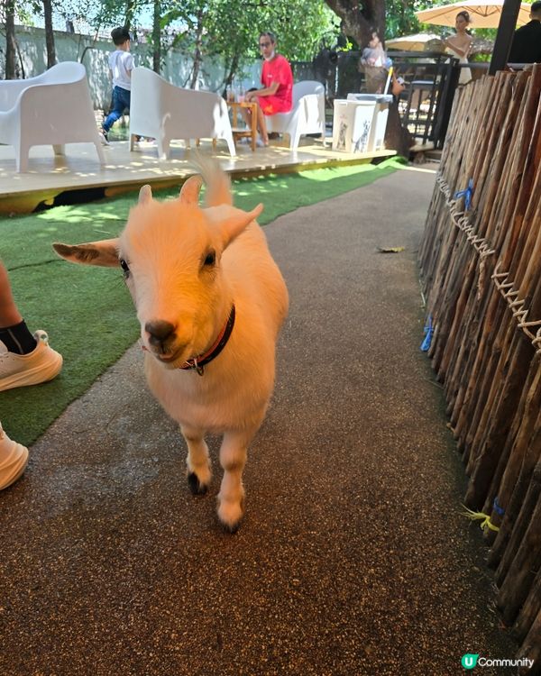 動物咖啡廳Animal Cafe，萌爆你心❤️