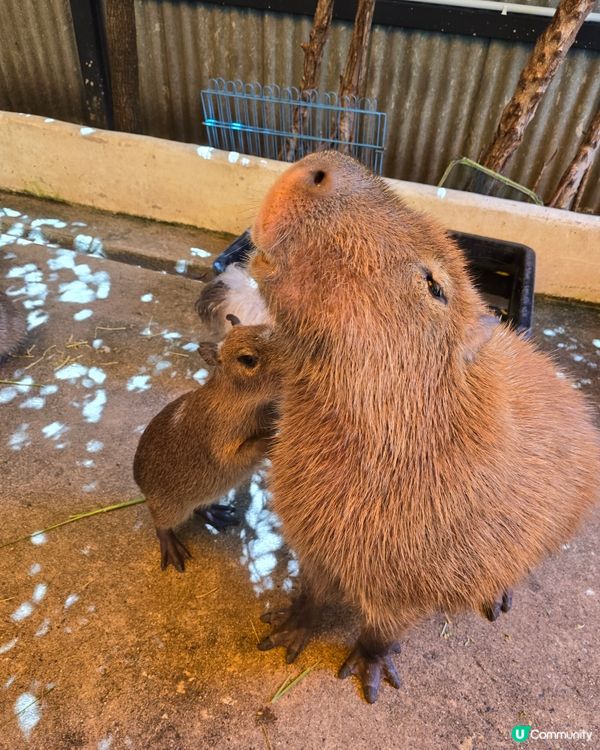動物咖啡廳Animal Cafe，萌爆你心❤️