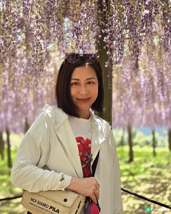 「福岡河內藤園」早年亦被美國CNN選為「31個日本最美麗的地...