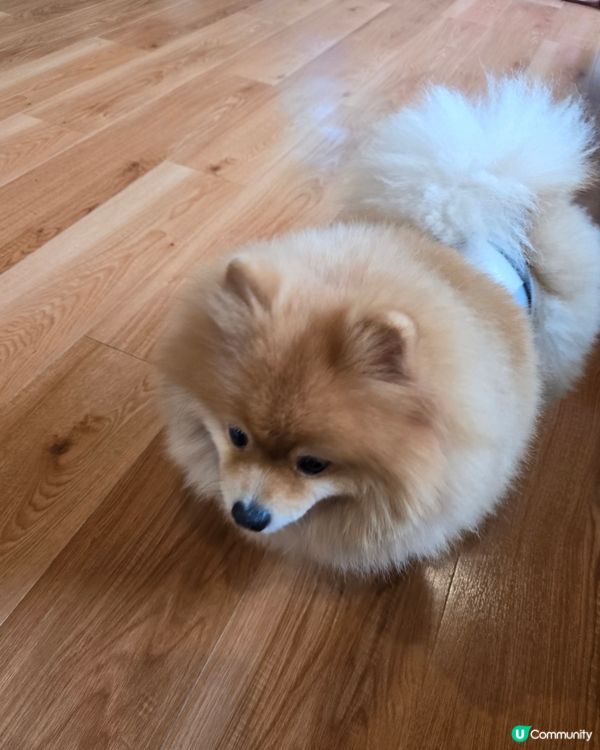 動物咖啡廳Animal Cafe，萌爆你心❤️