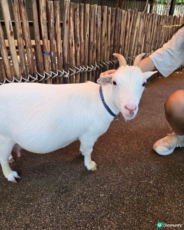 動物咖啡廳Animal Cafe，萌爆你心❤️