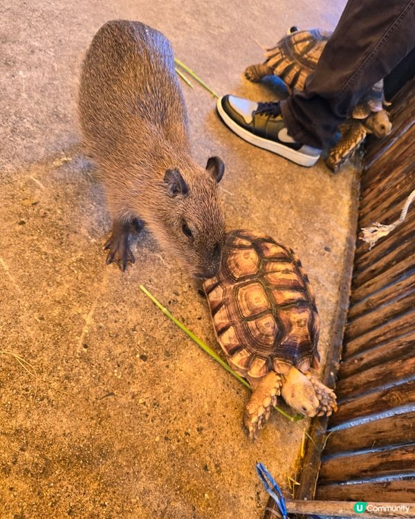 動物咖啡廳Animal Cafe，萌爆你心❤️