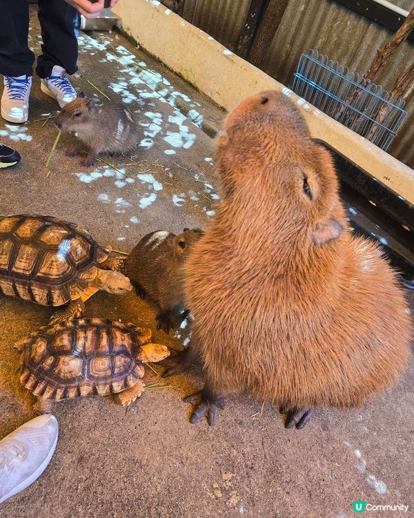 動物咖啡廳Animal Cafe，萌爆你心❤️