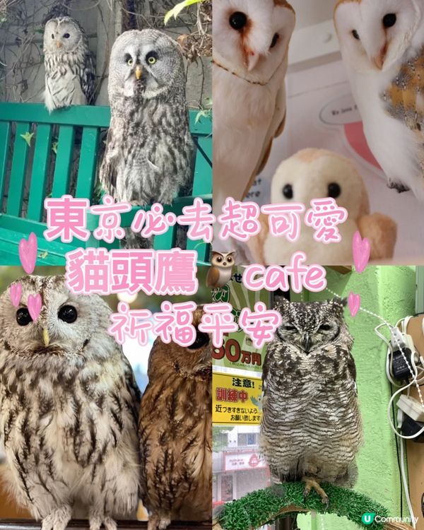 🇯🇵必去貓頭鷹cafe超詳盡攻略 