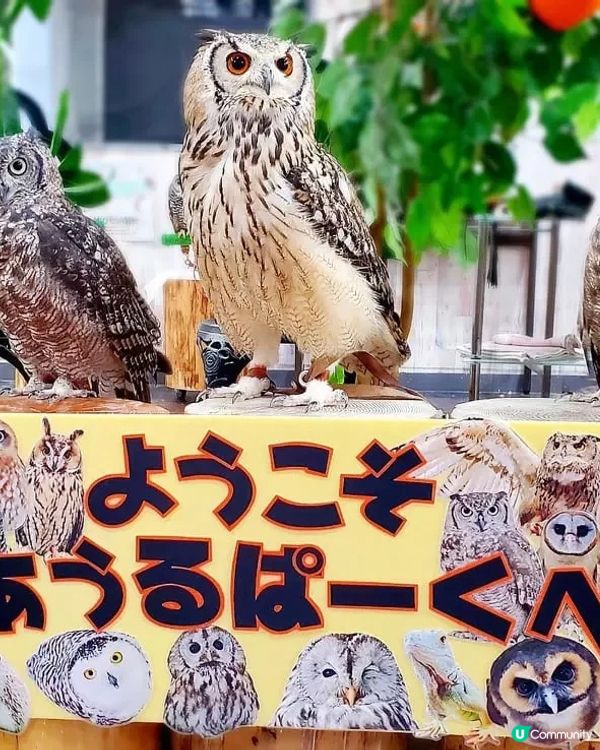 🇯🇵必去貓頭鷹cafe超詳盡攻略 