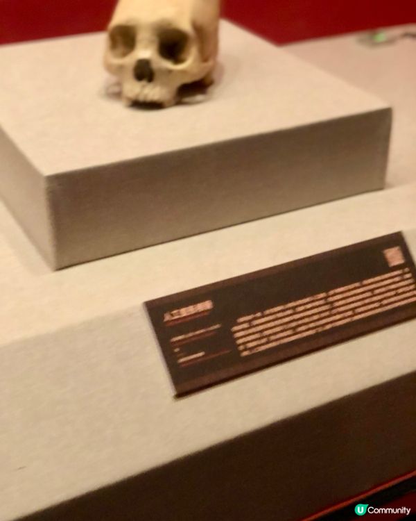 穿越印加帝國｜驚見木乃伊😱｜太陽的子民｜南山博物館展覽