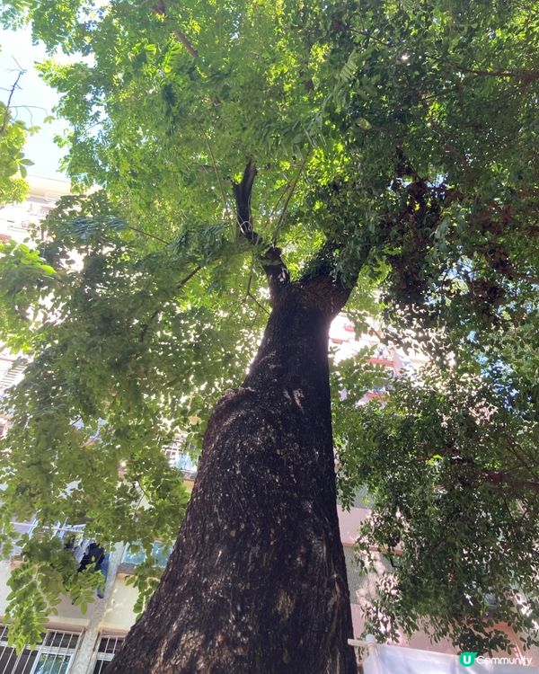 走走深水埗的西九龍