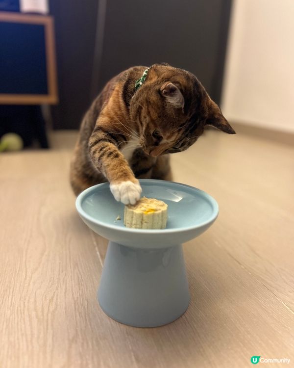 中秋節快樂🌕🥮🐱