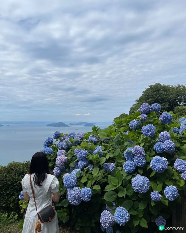 美美的繡球花海