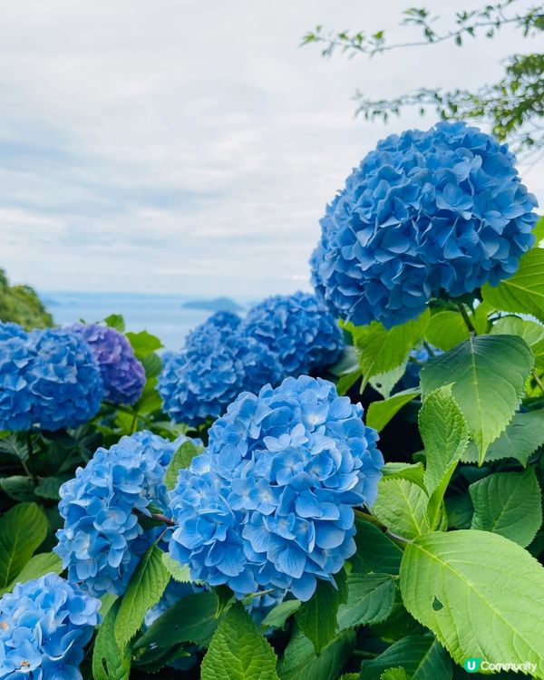 美美的繡球花海