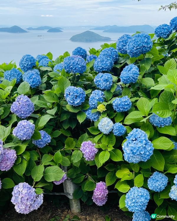 美美的繡球花海