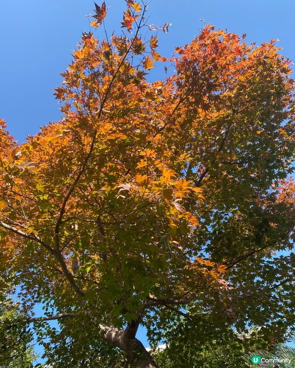 ## 大阪京都紅葉之旅🍂🍁  
## 嵐山天龍寺🍁永觀堂禪林